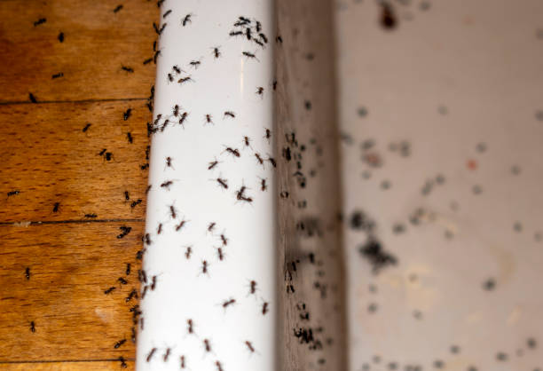 Best Local Pest Control Services  in Clemson, SC