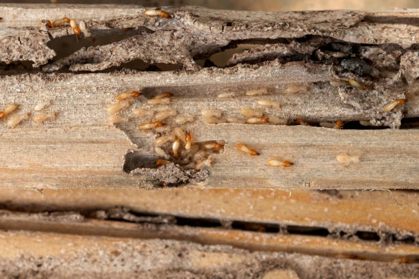 Best Pest Inspection Near Me  in Clemson, SC